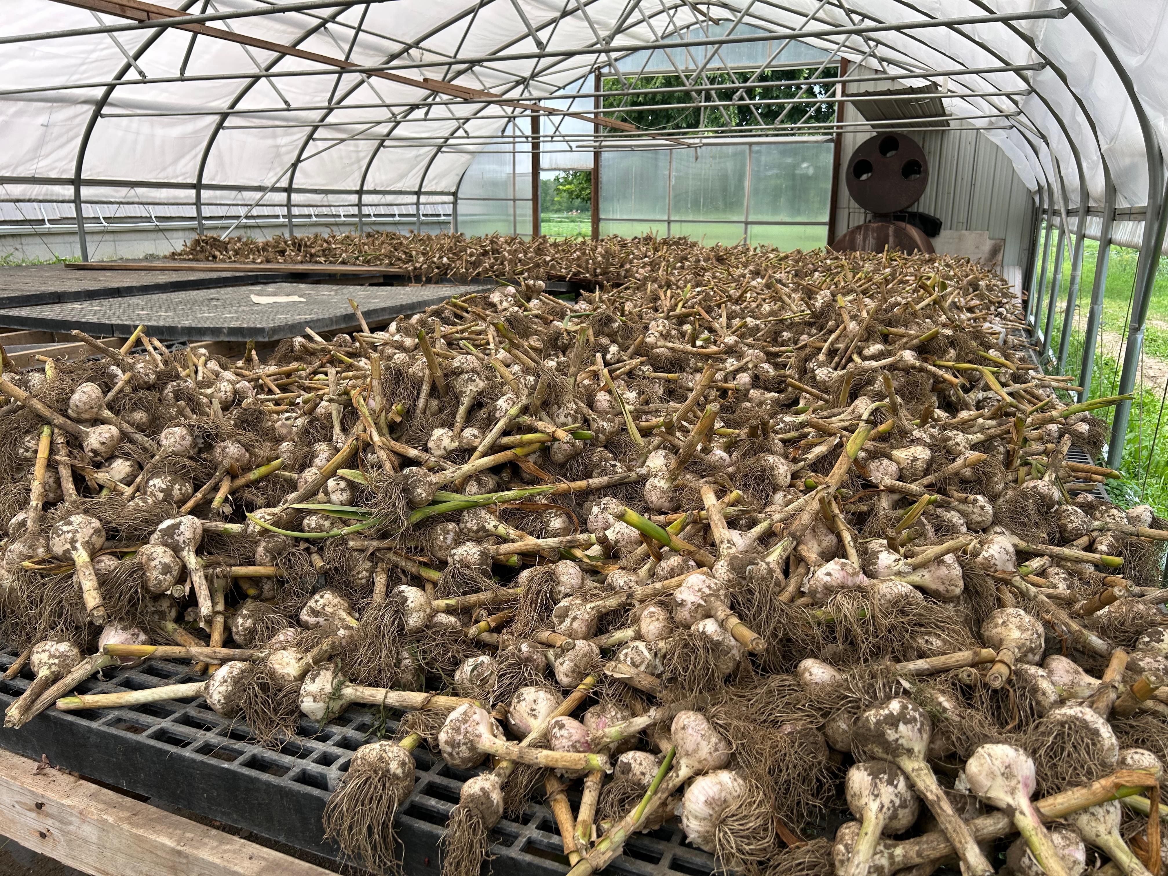 Freshly harvested garlic laid out to cure in a high tunnel.
